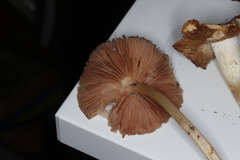 Pluteus plautus