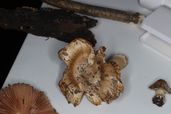 Inocybe napipes