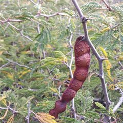 Painteria leptophylla