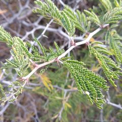 Painteria leptophylla