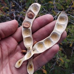 Painteria leptophylla