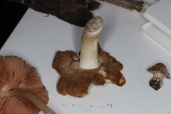 Inocybe napipes