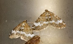 Perizoma alchemillata