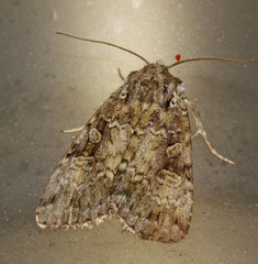 Anaplectoides pressus