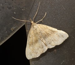 Phalaenostola eumelusalis