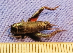 Gryllus rubens