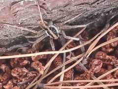 Schizocosa malitiosa