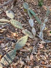 Opuntia decumbens