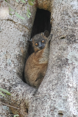 Lepilemur hubbardorum