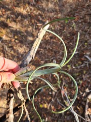 Tillandsia intermedia