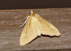 Framinghamia helvalis