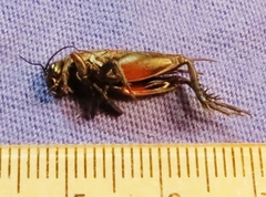 Gryllus rubens