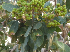 Sapindus emarginatus