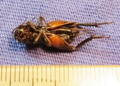 Gryllus rubens