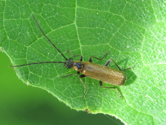 Rhagonycha gilvipennis