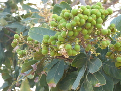 Sapindus emarginatus