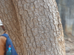 Sapindus emarginatus