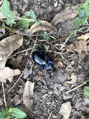 Carabus finitimus