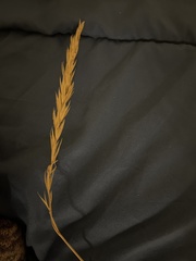 Leymus mollis mollis