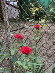 Rosa