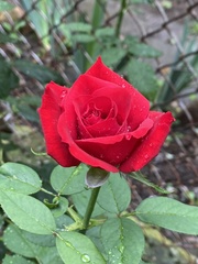 Rosa