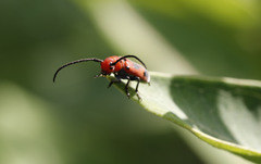 Tetraopes melanurus