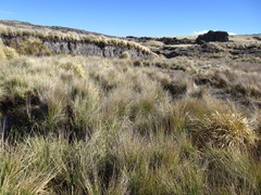 Poa stuckertii
