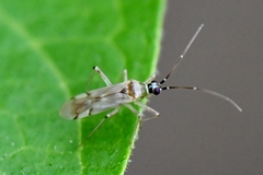 Engytatus modestus