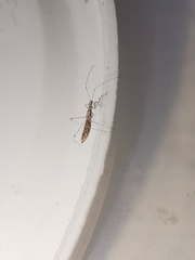 Empicoris rubromaculatus