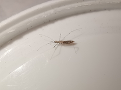 Empicoris rubromaculatus