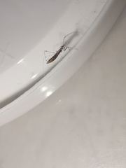 Empicoris rubromaculatus