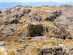 Poa stuckertii