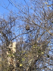 Brachygastra mellifica