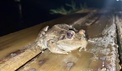 Leptodactylus paranaru