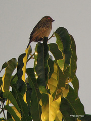 Melaniparus funereus