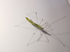 Neides aduncus