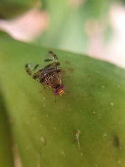 Ceratitis capitata