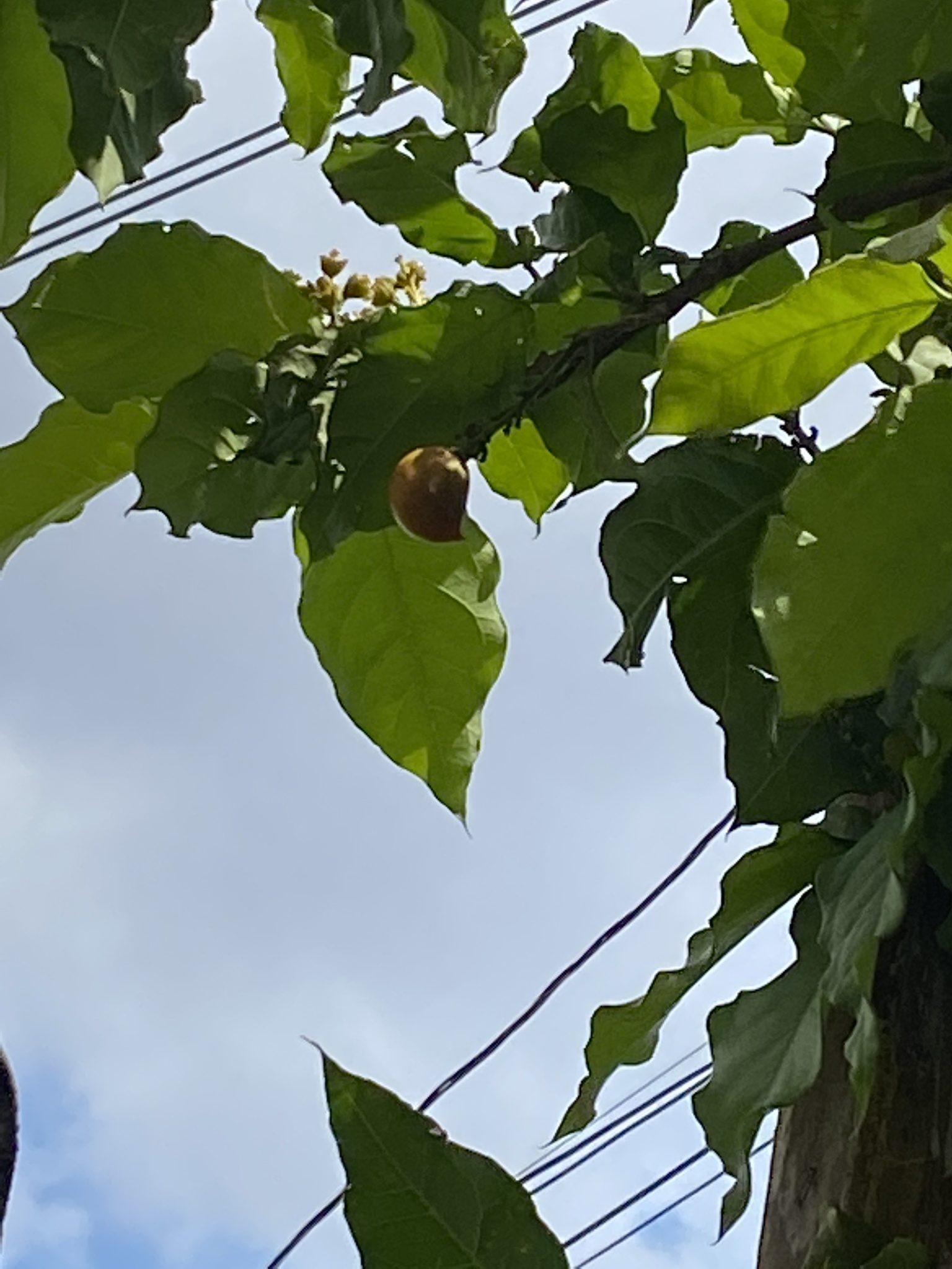 Imagem de Caferana