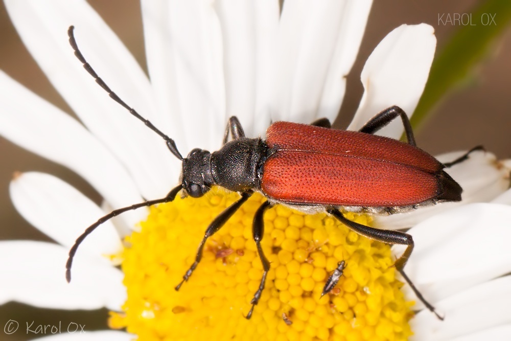 blood-red longhorn beetle