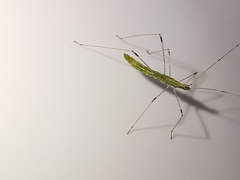 Neides aduncus