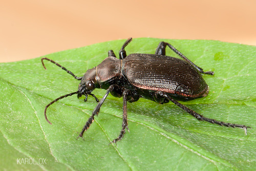 húseničiar hnedý (Calosoma inquisitor)