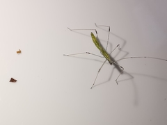 Neides aduncus