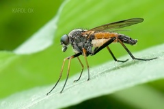Rhagio notatus