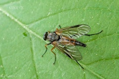 Rhagio notatus