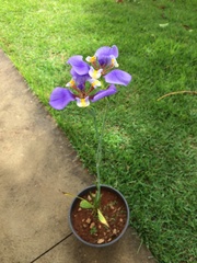 Phalocallis coelestis