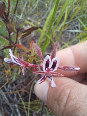 Pelargonium pilosellifolium