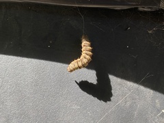 Insecta