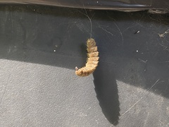 Insecta