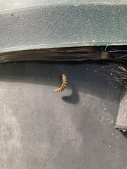 Insecta
