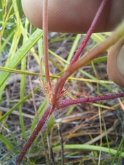 Pelargonium pilosellifolium